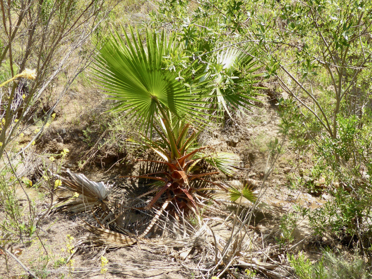 Washingtonia robusta